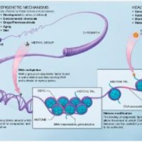 Demenza frontotemporale: nuove prospettive dall’epigenetica