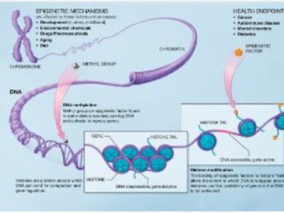 Demenza frontotemporale: nuove prospettive dall’epigenetica