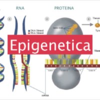 Che cosa è l’Epigenetica